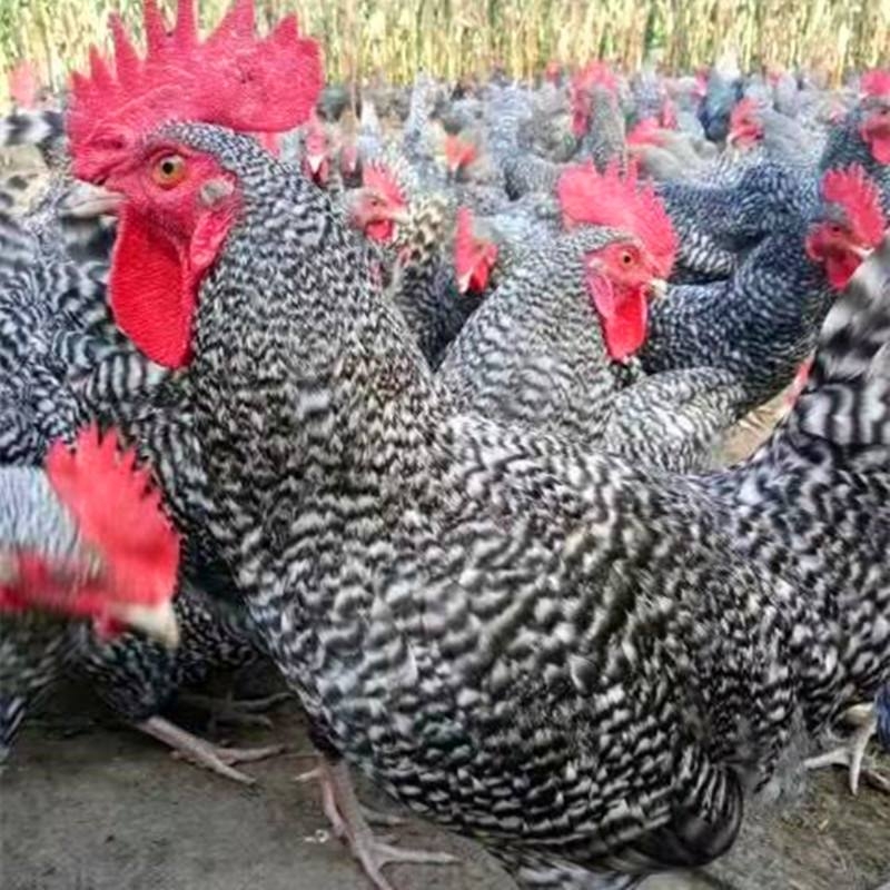 雞硒-維生素E缺乏癥的臨床癥狀、剖檢變化和治 療