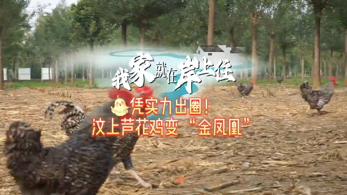 我家就在岸上住丨憑實(shí)力出圈！汶上蘆花雞變 “金鳳凰”