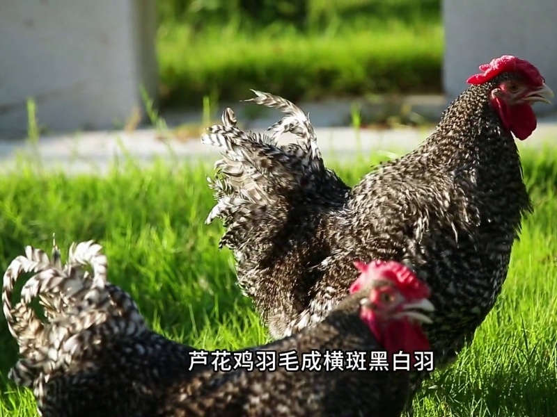 預告 | 6月15日18點30分鎖定央視二套《歡樂大猜想》帶您暢游濟寧 打卡蘆花雞